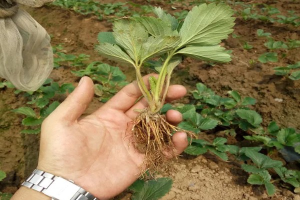 裸根草莓苗需要缓苗几天，一般需要3-5天左右