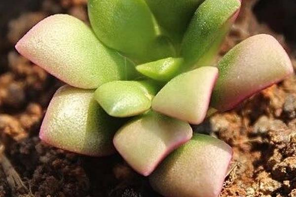 吹雪之松锦如何换盆，要确保一半新土一半培养土