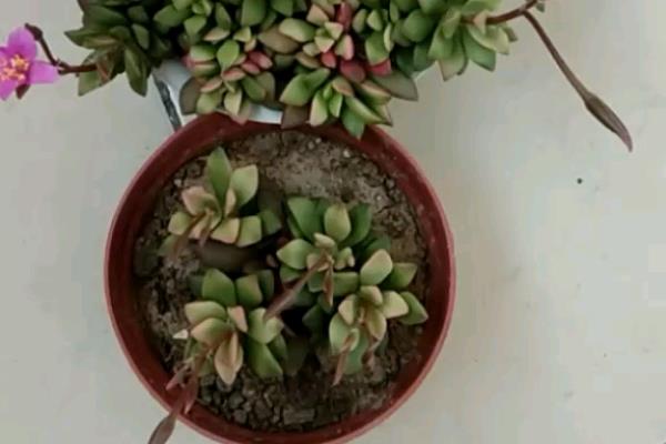 吹雪之松锦如何换盆，要确保一半新土一半培养土