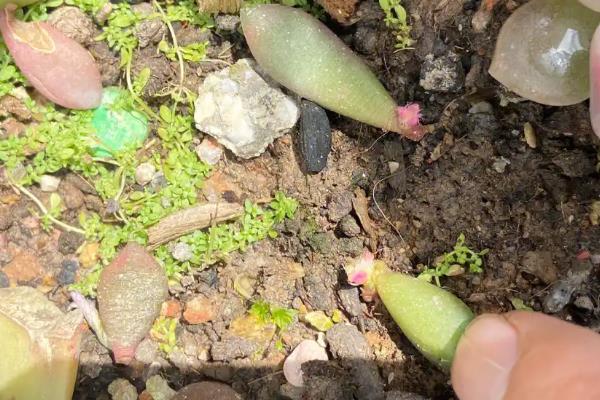 吹雪之松锦如何换盆，要确保一半新土一半培养土