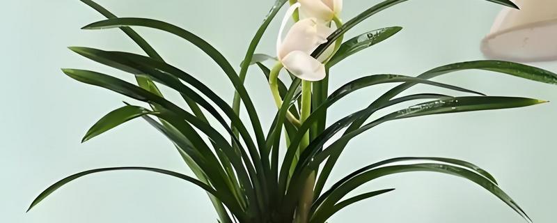 兰草花怎么栽培，栽种后首次浇水采用坐盆法