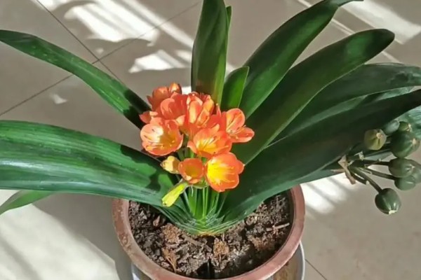 君子兰夹箭怎么办，缺少水分时需每隔3-5天浇一次水