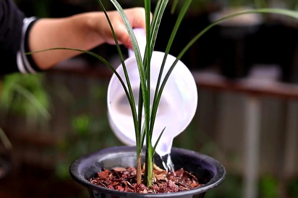 橘子皮水适合对哪些花使用，包括茶花、兰花、栀子花等品种