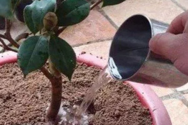 橘子皮水适合对哪些花使用，包括茶花、兰花、栀子花等品种
