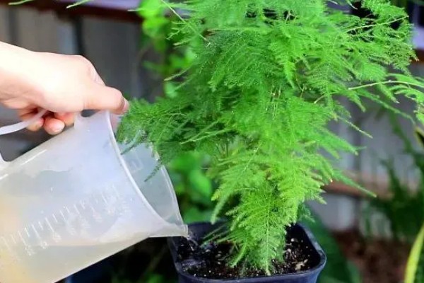 橘子皮水适合对哪些花使用，包括茶花、兰花、栀子花等品种