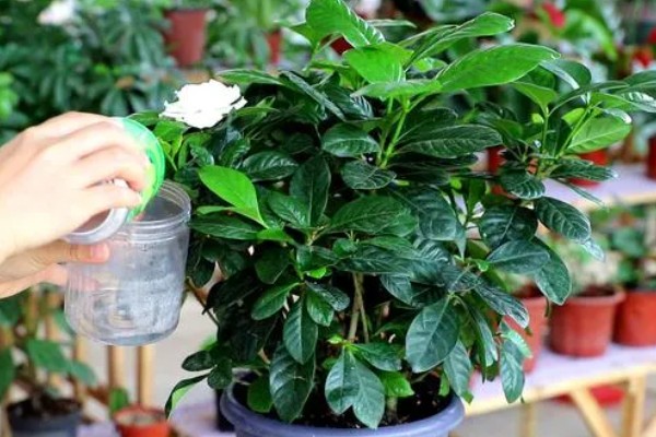 橘子皮水适合对哪些花使用，包括茶花、兰花、栀子花等品种