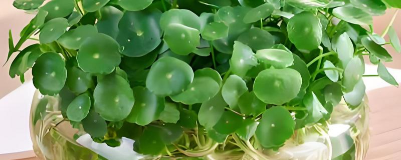 有哪些水养绿植,有铜钱草、绿萝等