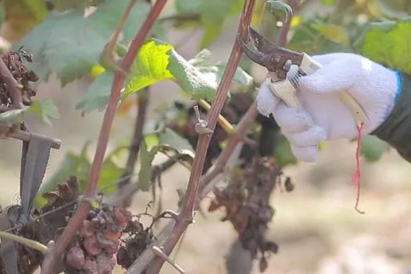 葡萄裂果症怎么防治,避雨栽培可有效避免裂果