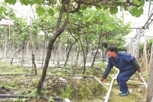 葡萄裂果症怎么防治,避雨栽培可有效避免裂果
