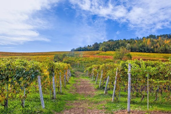 葡萄裂果症怎么防治,避雨栽培可有效避免裂果
