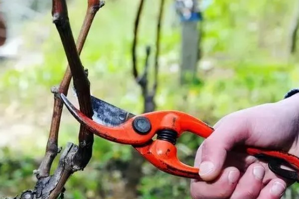 葡萄裂果症怎么防治,避雨栽培可有效避免裂果