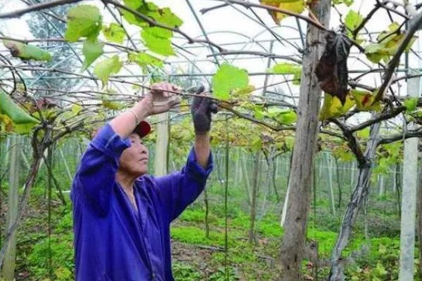 葡萄裂果症怎么防治,避雨栽培可有效避免裂果