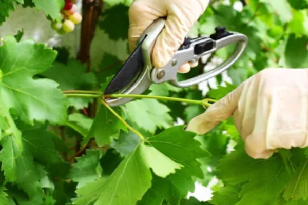 葡萄裂果症怎么防治,避雨栽培可有效避免裂果