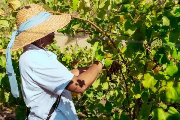 葡萄裂果症怎么防治,避雨栽培可有效避免裂果