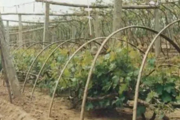 葡萄裂果症怎么防治,避雨栽培可有效避免裂果