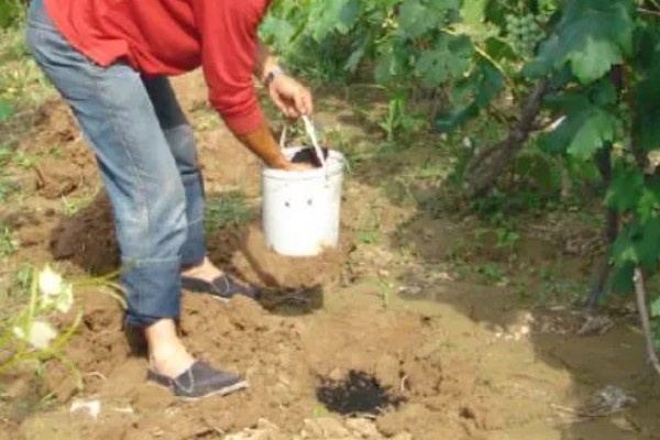 葡萄裂果症怎么防治,避雨栽培可有效避免裂果