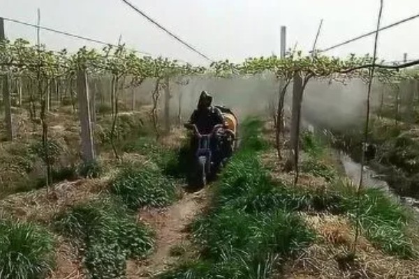 葡萄裂果症怎么防治,避雨栽培可有效避免裂果
