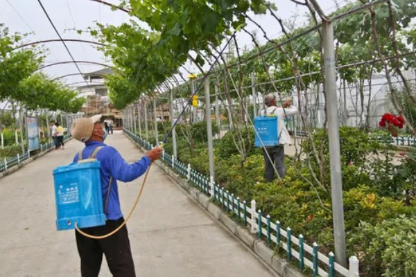 葡萄裂果症怎么防治,避雨栽培可有效避免裂果
