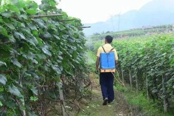 葡萄裂果症怎么防治,避雨栽培可有效避免裂果