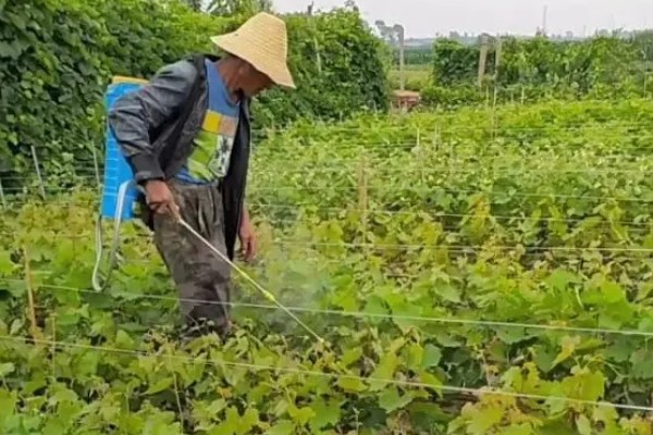 葡萄裂果症怎么防治,避雨栽培可有效避免裂果