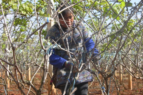 葡萄裂果症怎么防治,避雨栽培可有效避免裂果