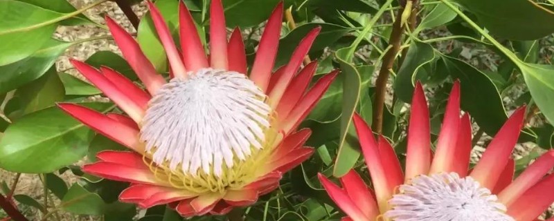 帝王花有什么价值,以观赏为主可作为鲜切花种植