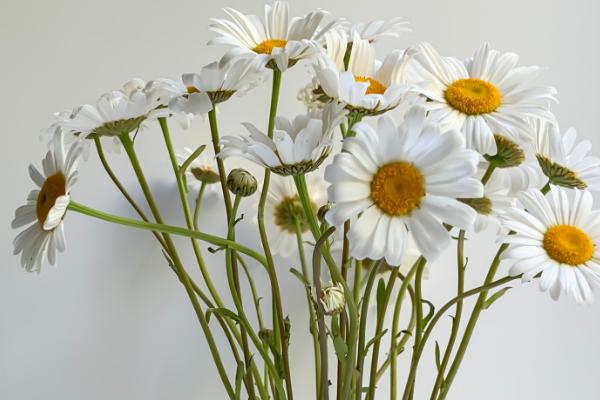 夏季如何养护雏菊，每天早上和晚上各浇一次水