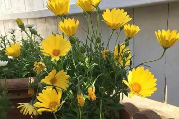 夏季如何养护雏菊，每天早上和晚上各浇一次水