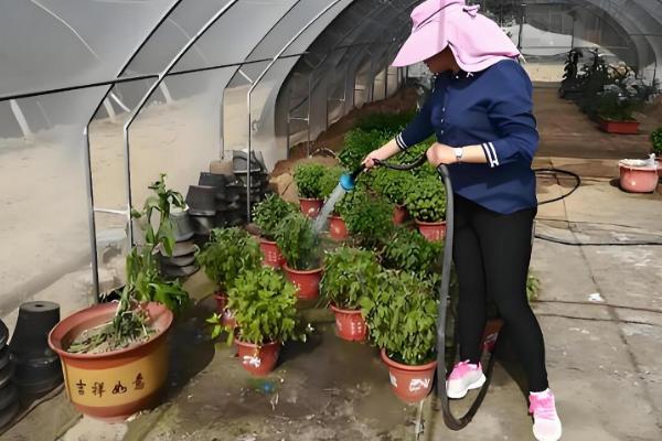 夏季如何养护雏菊，每天早上和晚上各浇一次水