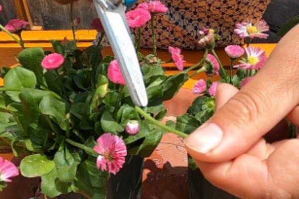 夏季如何养护雏菊，每天早上和晚上各浇一次水