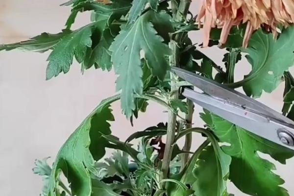 夏季如何养护雏菊，每天早上和晚上各浇一次水