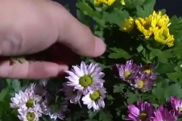 夏季如何养护雏菊，每天早上和晚上各浇一次水
