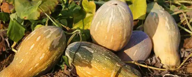 南瓜的产地，主产于河南、甘肃等省份