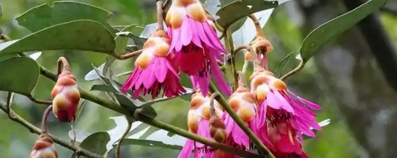 红花荷的花语，寓意美丽妖娆、富贵吉祥等