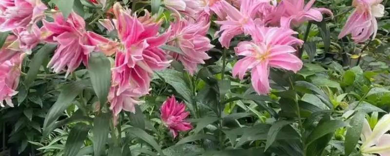 百合花长多高才会开放，开花时的高度因品种而异