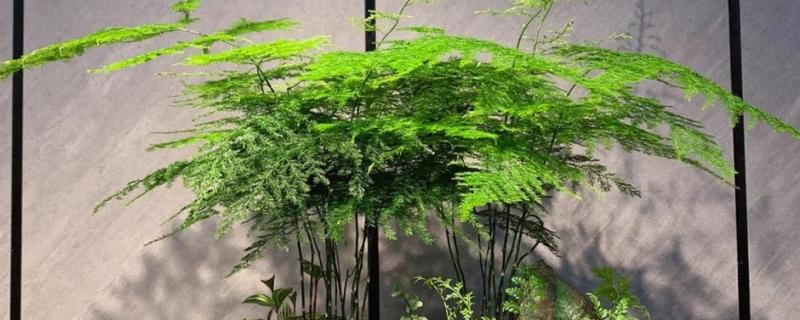 文竹的养殖方式，生长期间每个月追肥1-2次