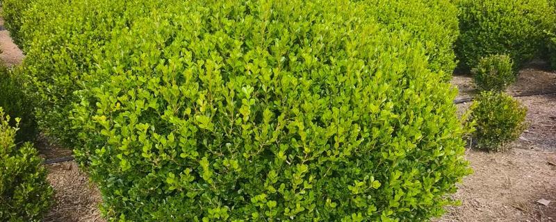 小叶黄杨的催芽方法，可以喷洒赤霉素
