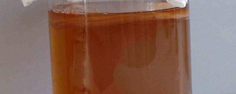 海宝菌的换水间隔，并无特殊要求可自行决定