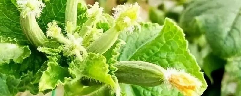 黄瓜花打顶的原因及方法，可能是喷洒药剂的浓度不合理所致