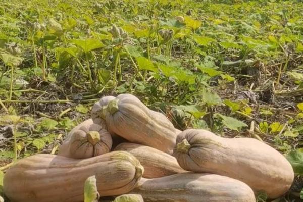 南瓜的产地,主产于河南、甘肃等省份