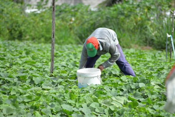 南瓜的产地,主产于河南、甘肃等省份