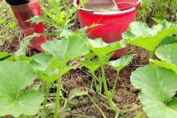 南瓜的产地,主产于河南、甘肃等省份