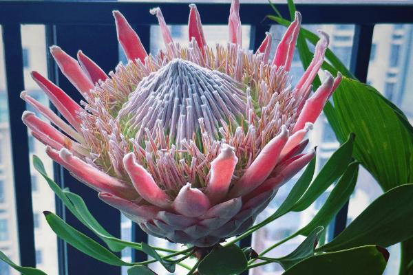 帝王花有什么价值,以观赏为主可作为鲜切花种植