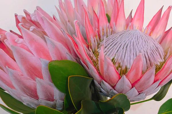 帝王花有什么价值,以观赏为主可作为鲜切花种植