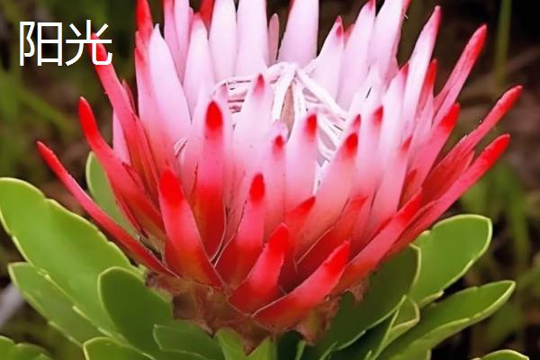 帝王花有什么价值,以观赏为主可作为鲜切花种植