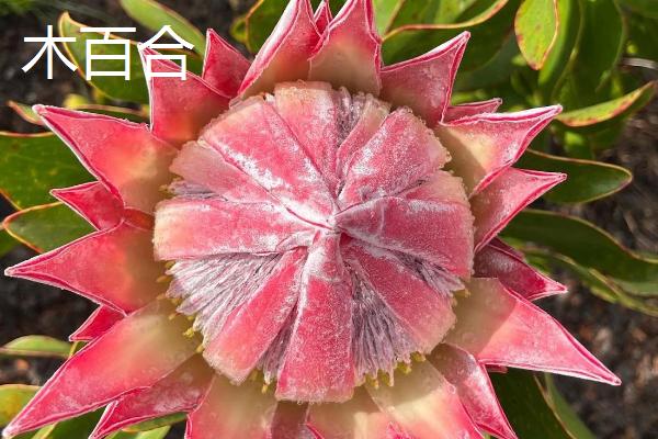 帝王花有什么价值,以观赏为主可作为鲜切花种植