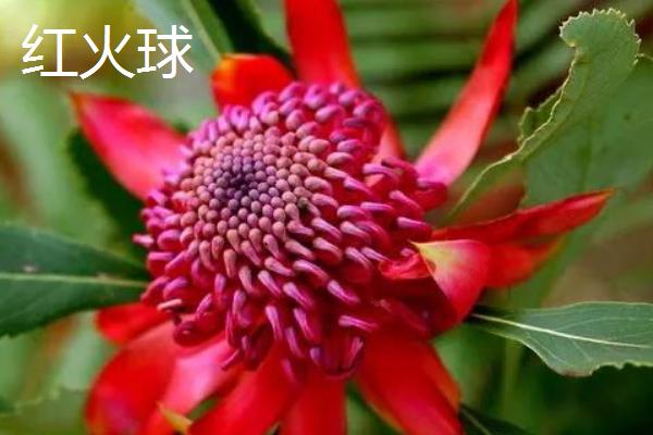 帝王花有什么价值,以观赏为主可作为鲜切花种植