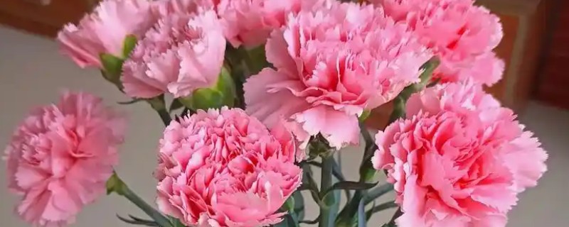 康乃馨的花语，寓意尊敬、天真美丽等