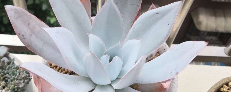 广寒宫的养殖方法，夏季需要进行适当的遮荫