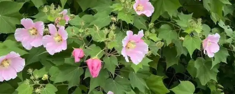 木芙蓉为什么叫拒霜花，因为其花期处于秋季落霜时